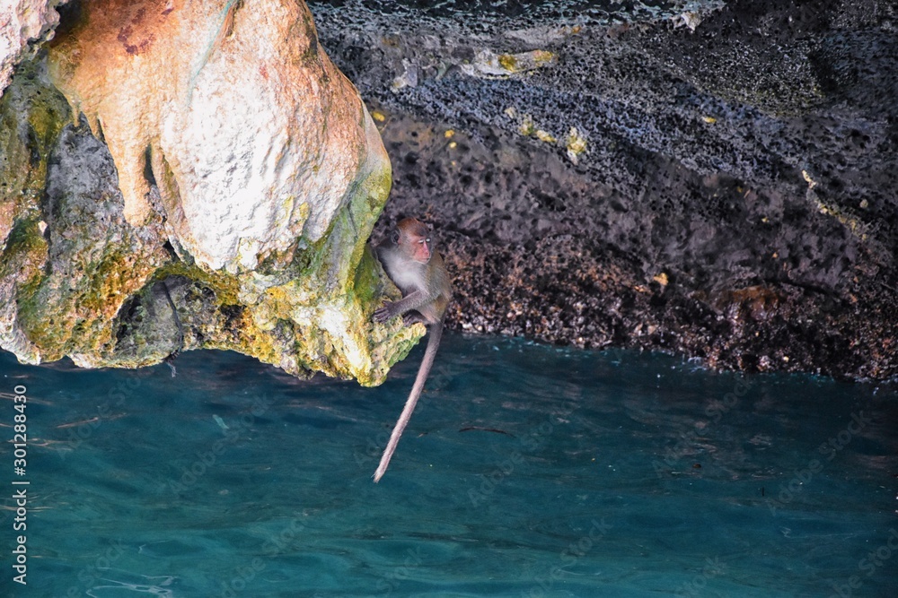 Fototapeta premium Macaque long tailed monkey, playing along the ocean sea cliffs around islands close to Phuket and Bangkok. Constitute a genus of Macaca of gregarious Old World monkeys, subfamily Cercopithecinae, in T