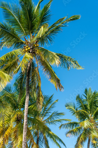 palm trees exotic background