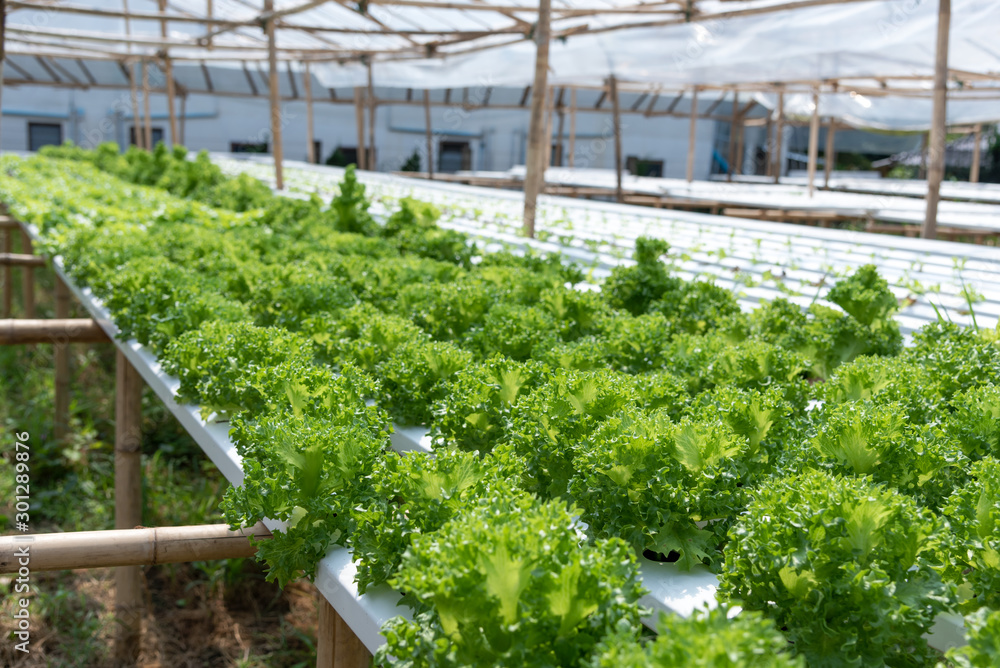 Green salad hydroponic farming lettuce beautiful trees ready to harvest with nontoxic.