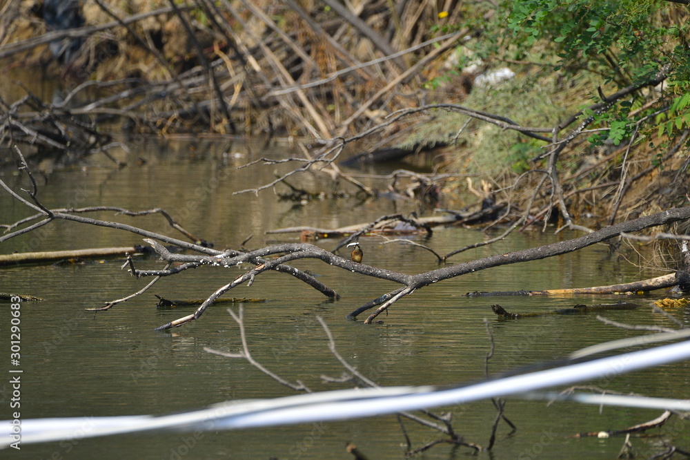 kingfisher in natural habitat (alcedo atthis)