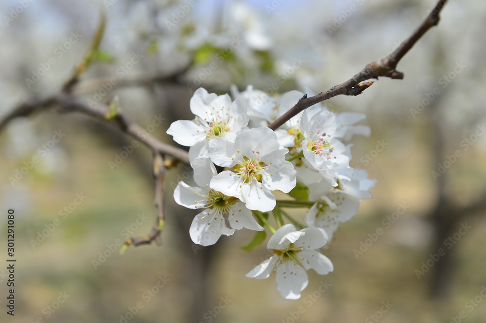 Pear flower in full bloom in spring