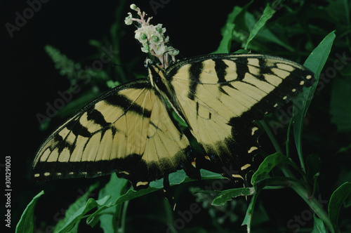 Eastern Black Swallowtail Butterfly (Papilio Polyxenes) photo