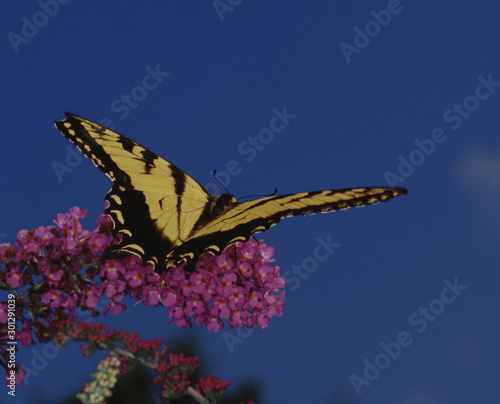 Eastern Black Swallowtail Butterfly (Papilio Polyxenes) photo