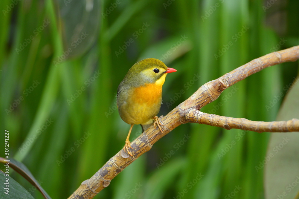 The outdoor fringillidae birds in the park The outdoor fringillidae birds in the park