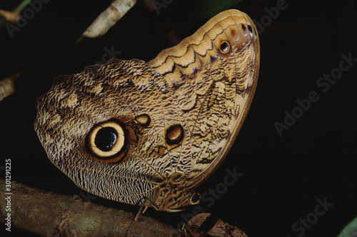 Giant Owl Butterfly (Caligo Memnon) photo