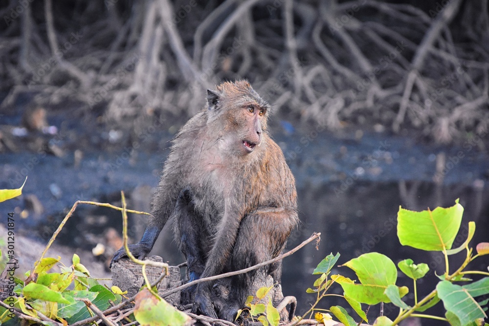Obraz premium Macaque long tailed monkey, close-up portrait sitting in Phuket town along the river. Of the genus Macaca, constitute a genus of gregarious Old World monkeys of the subfamily Cercopithecinae, Thailand