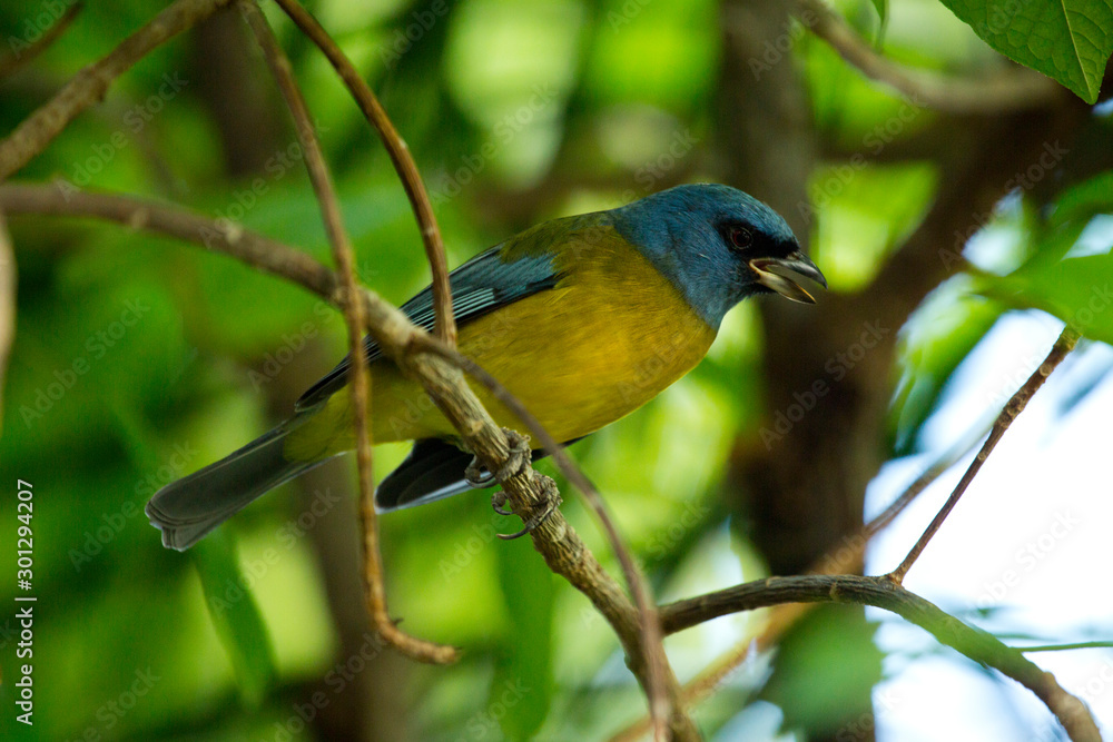 Blue-and-yellow tanager (Pipraeidea bonariensis).