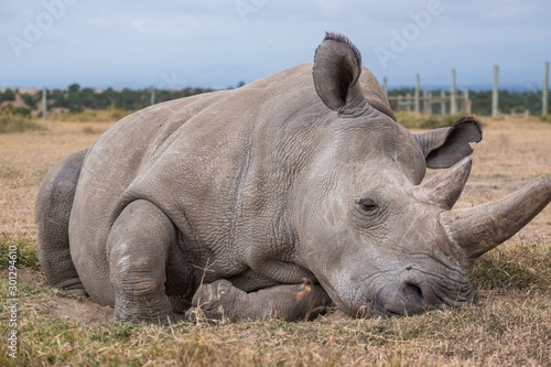 Closeup shot of a magnificent Northern white rhino captured in Ol Pejeta, Kenya photo
