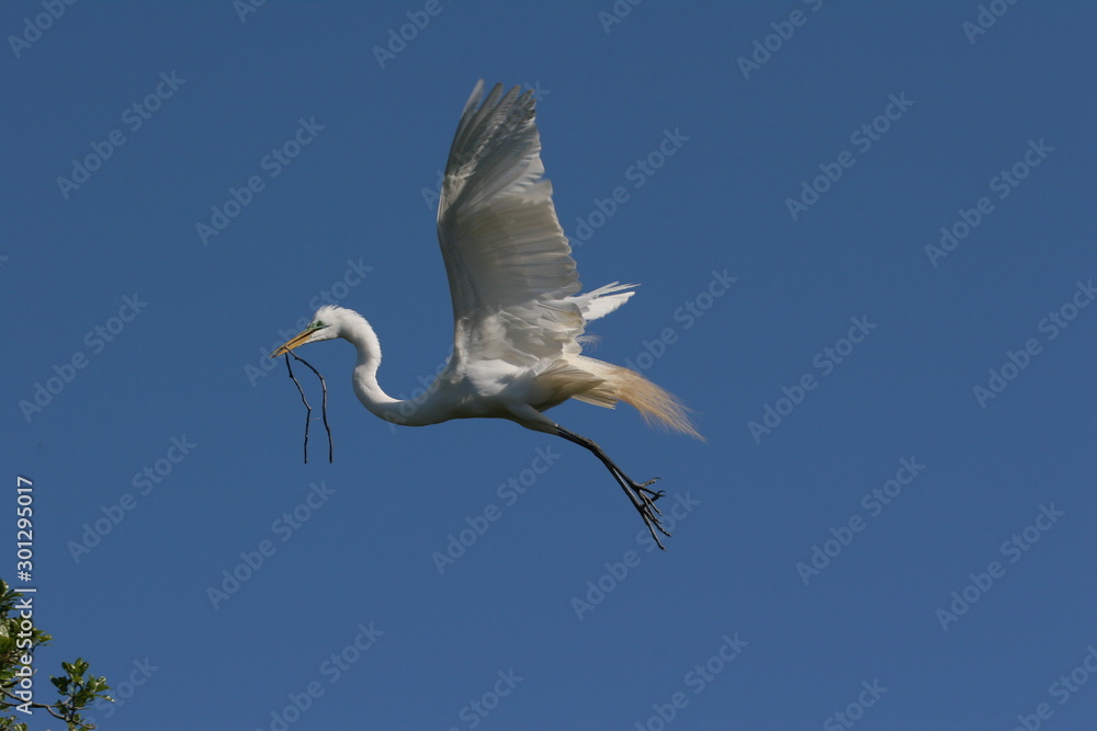 Great Egret - Ardea alba - with nesting material in flight in Saint Augustine, Florida against cloudless blue sky. Great Egret - Ardea alba - with nesting material in flight in Saint Augustine, Florida against cloudless blue sky.