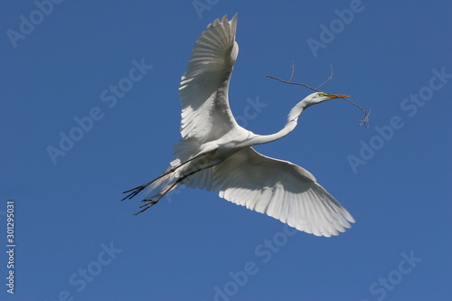 Great Egret - Ardea alba - with nesting material in flight in Saint Augustine, Florida against cloudless blue sky.