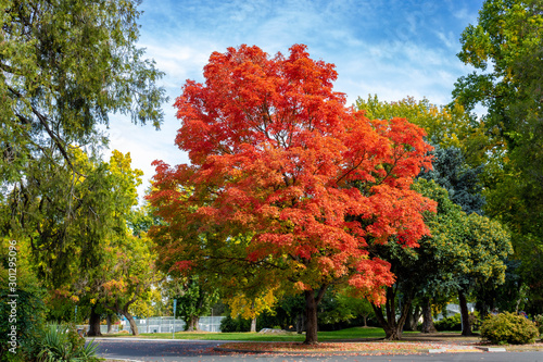 Tree in Autumn photo