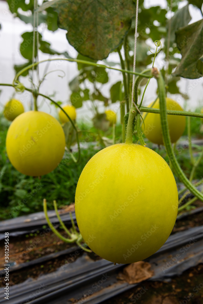 Canary melon. Ripe canary melon growing in greenhouse organic farm. Canary melon. Ripe canary melon growing in greenhouse organic farm.