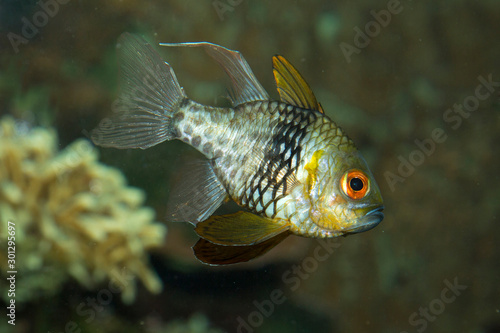 Sphaeramia nematoptera (the pajama cardinalfish, spotted cardinalfish, coral cardinalfish or polkadot cardinalfish).