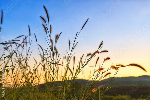 grass and sky