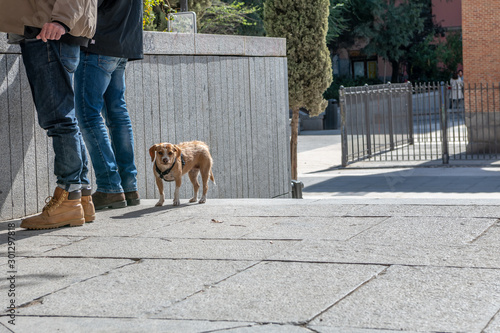 A cute little dog stands quietly next to her owner in a plaza in a city in Spain.