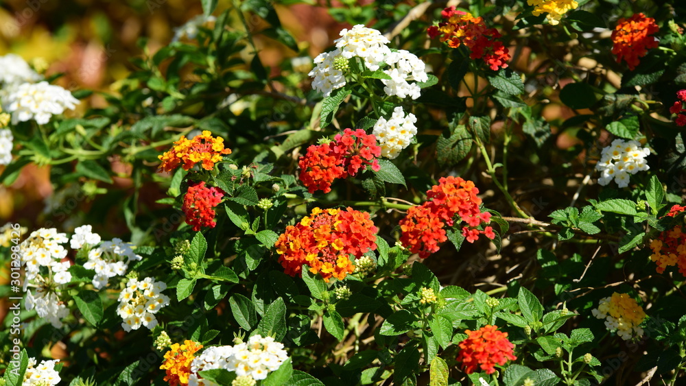 Garden and flowers beside the house
