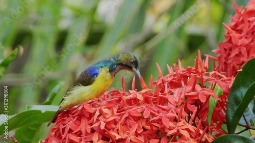 Brown-throated Sunbird eating pollen of flower deliciously.
