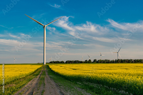 Wind turbine at the end of a road in the middle of a canola field in bloom 