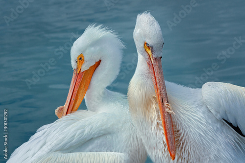 American White Pelicans 02 photo