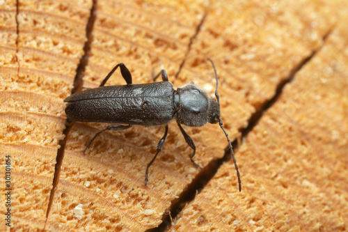 Female old house borer, Hylotrupes bajulus laying eggs in pine wood, this woodboring beetle can be a pest in old houses