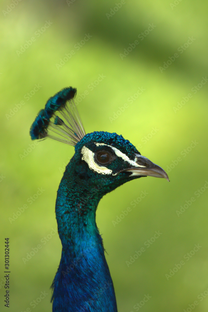 portrait of a peacock