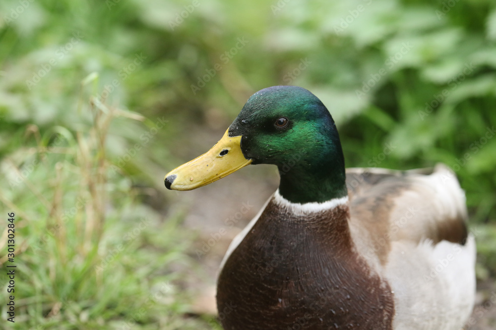 The head shot of a stunning drake Mallard Duck, Anas platyrhynchos, standing on the bank of a lake. The head shot of a stunning drake Mallard Duck, Anas platyrhynchos, standing on the bank of a lake.
