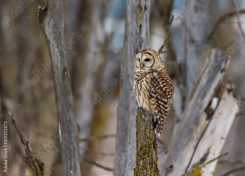 Barred owl in deep mid winter in a snowy landscape, Quebec, Canada.