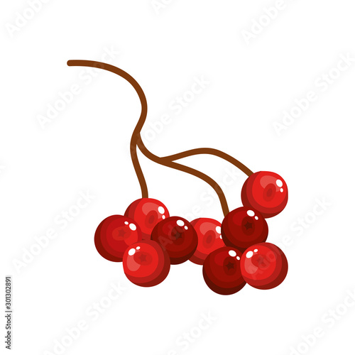 branch with holly fruits traditional christmas isolated icon vector illustration design