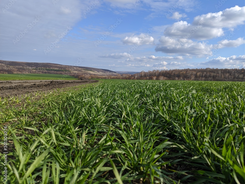 green wheat field and blue sky green wheat field and blue sky