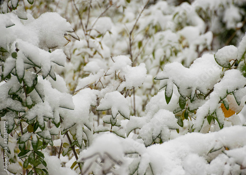 The first snow fell in the fall. Snow lies on green and yellow leaves. Snowfall and winter. Cloudy snowy weather..