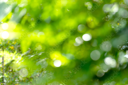 natural green bokeh abstract background,blurred textured