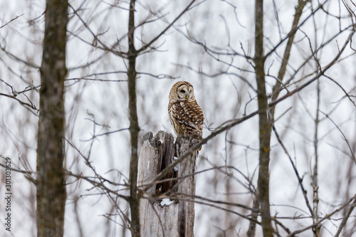 Wallpaper Mural Barred owl in deep mid winter in a snowy landscape, Quebec, Canada. Torontodigital.ca