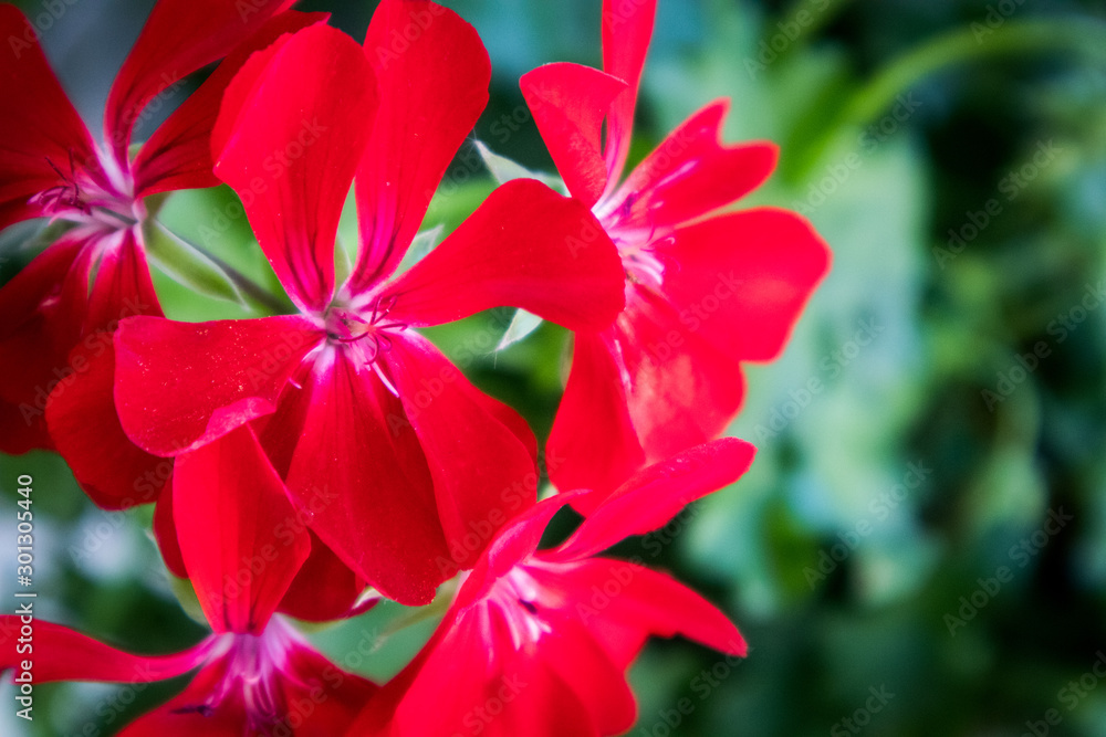 Red Flower in Garden Red Flower in Garden