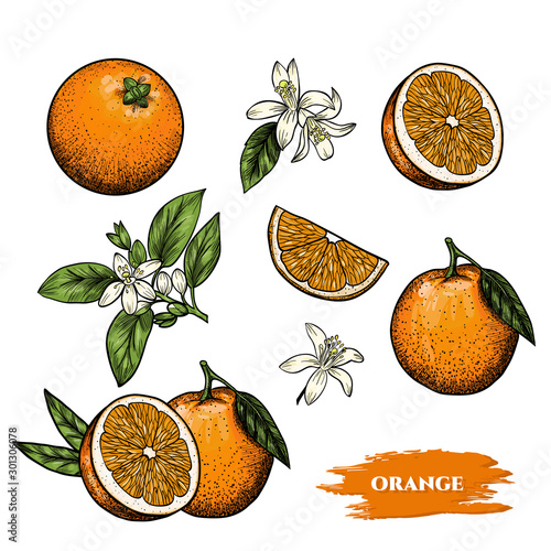 Vector oranges hand drawn sketch. Sketch vector  food illustration. Vintage style