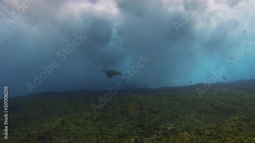Green Turtle. Sea Turtle Swimming Below Dramatic Crashing Breaking Waves & Sunlit Sea Surface In Rough Blue Sea Water Reef. Graceful Beautiful Aquatic Marine Turtle & Marine Life Underwater