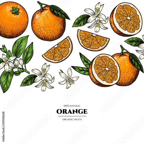 Vector oranges hand drawn sketch. Sketch vector  food illustration. Vintage style