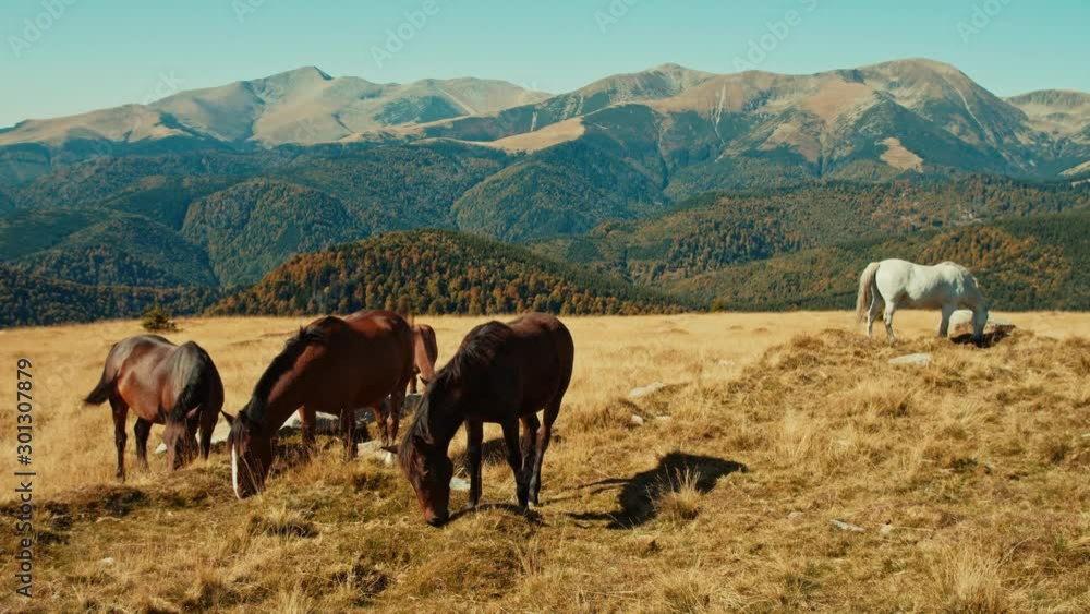 A small herd of wild horses grassing in front of mountain panorama with one wild white horse in the background A small herd of wild horses grassing in front of mountain panorama with one wild white horse in the background