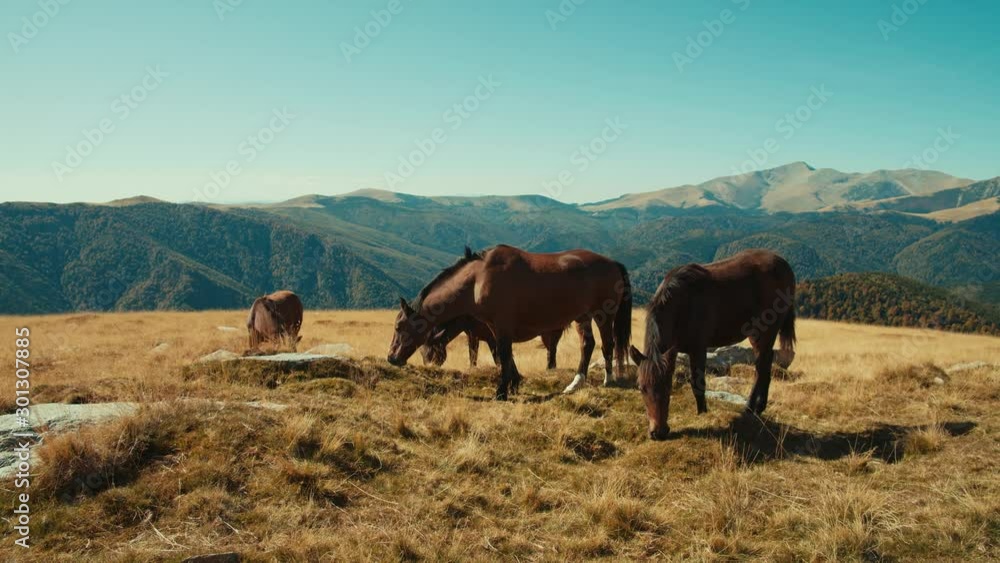Several Wild Horses grassing peacefully in front of mountain range in the carpathian mountains of Transylvania, Romania Several Wild Horses grassing peacefully in front of mountain range in the carpathian mountains of Transylvania, Romania