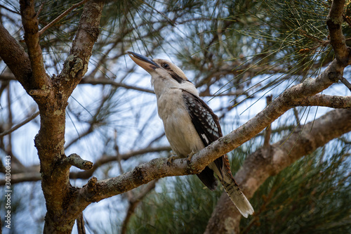 Kookaburra