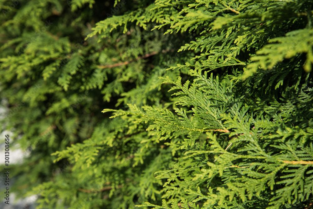 The clutches of the branches of the arborvitae, close-up.
