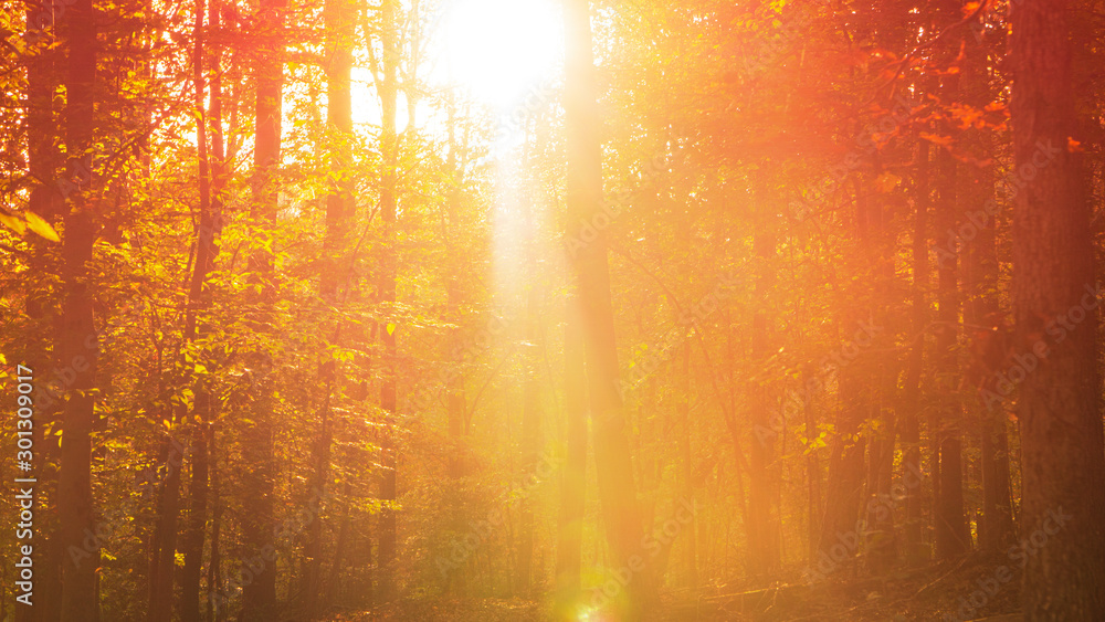A scenic autumn view of sunlight shining through a forest canopy. A scenic autumn view of sunlight shining through a forest canopy.