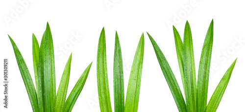 Fresh green pandan leaves with water droplets isolated on white background with clipping paths. photo