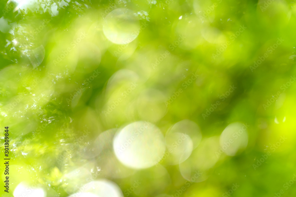 Obraz premium natural green bokeh abstract background,blurred textured