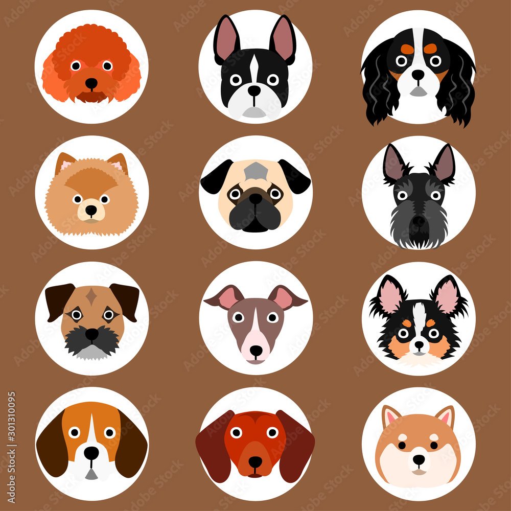 set of small dogs face set of small dogs face