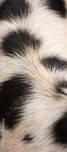 Closeup of piglets hair