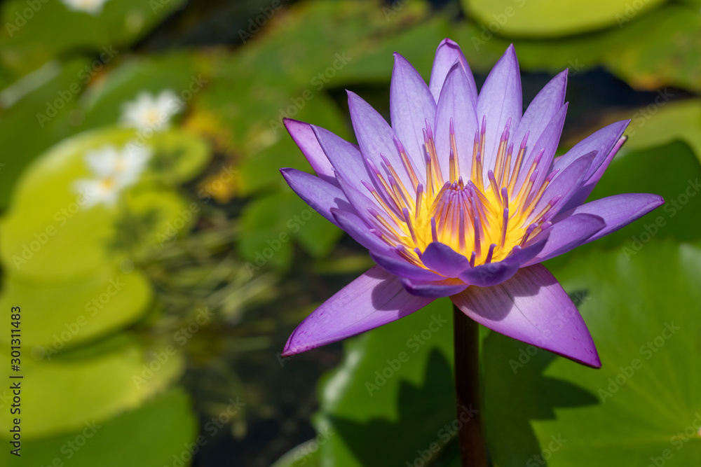 Nymphaea