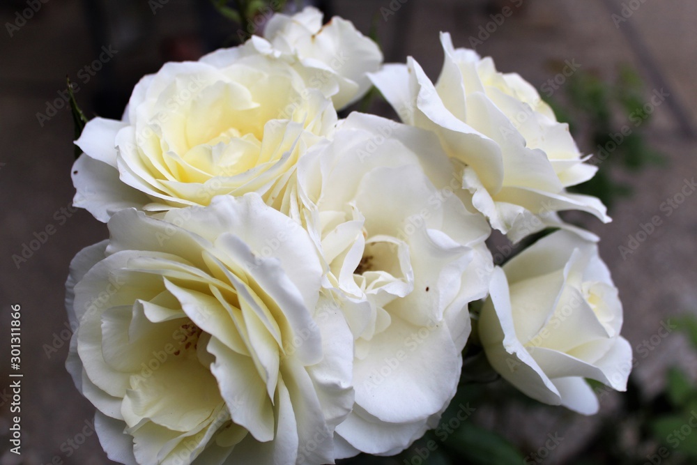 Obraz premium Classic and Simple 