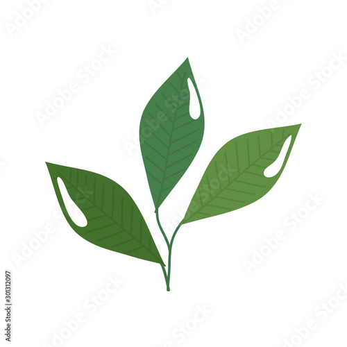 branch with leafs nature ecology isolated icon vector illustration design