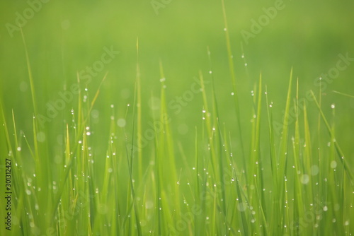 The background image of water droplets on the top of the morning grass