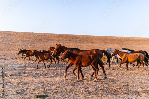 Horses in the steppe in autumn ride home